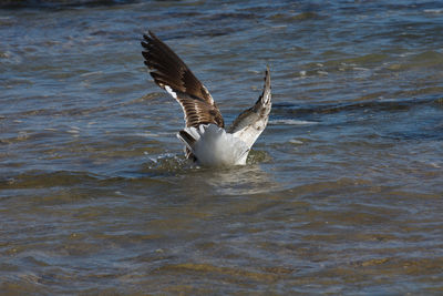 Seagulls flying over lake