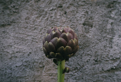 Close-up of fresh green leaf