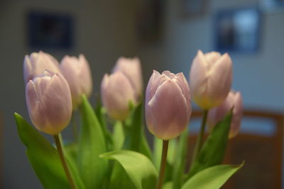 Close-up of tulips