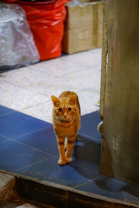 Portrait of cat sitting on floor