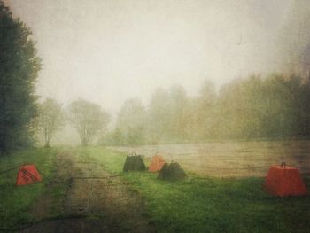 Trees in foggy weather