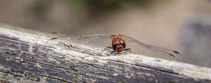 Close-up of dragonfly on wood