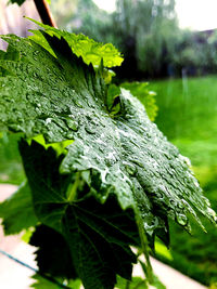 Close-up of raindrops on leaves