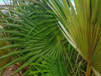 Full frame shot of palm leaves