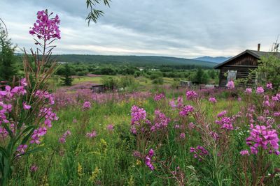 Purple flowering plants on field against sky