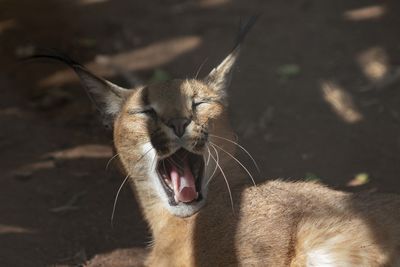 Close-up of cat yawning