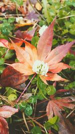 Close-up of pink flower blooming in park