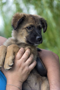 Cropped image of hand holding puppy