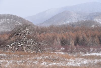 Scenic view of snow covered land