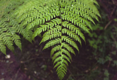 Plants growing on tree