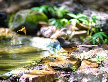 Close-up of bird perching on water