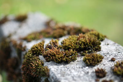 Close-up of moss on rock