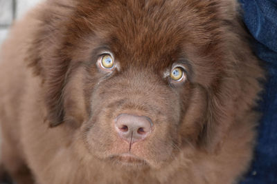 Direct look into the fluffy face of a newfoundland puppy dog.