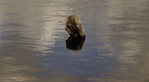View of duck swimming in lake