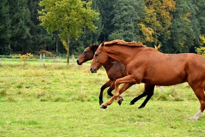 Horse on field