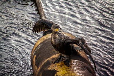 Close-up of owl perching on rippled water