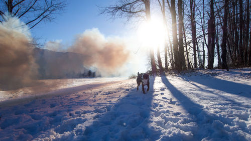 Dog on snow covered landscape against sky
