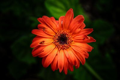 Close-up of orange flower