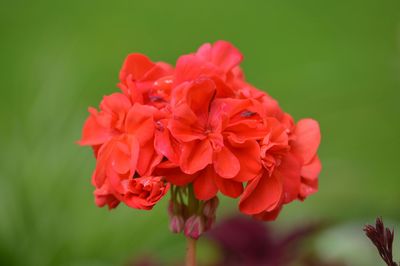 Close-up of pink flowers