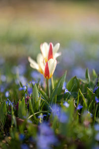 Close-up of purple crocus flowers on field