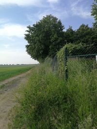 Trees on field against sky