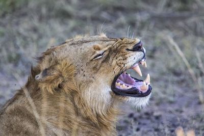 Close-up of a cat