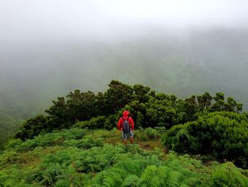 Rear view of plants and trees on mountain