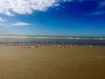 Birds on beach against blue sky