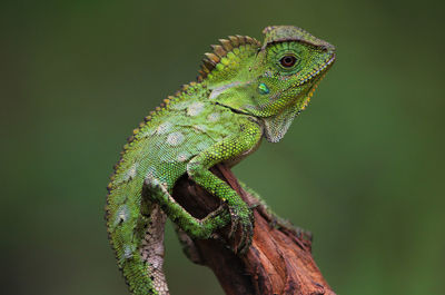 Close-up of lizard