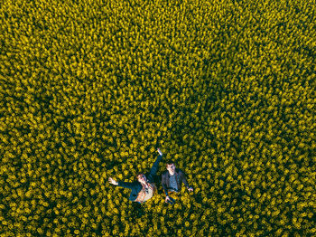 High angle view of yellow flowering plants on field