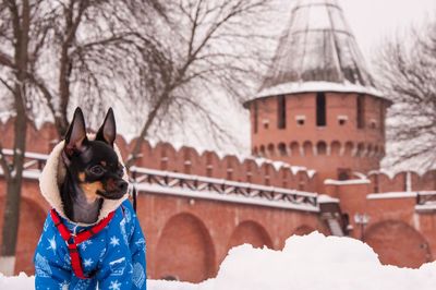 Portrait of dog in snow