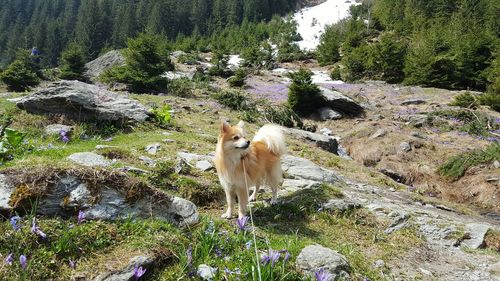 Pomeranian standing on rock against plants