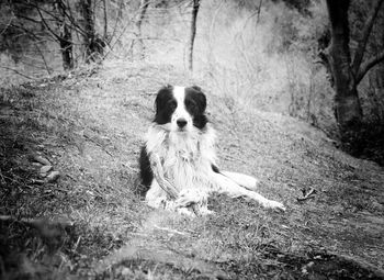 Portrait of dog on tree