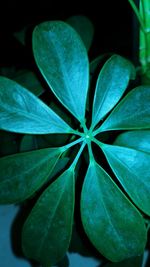 Close-up of green leaves