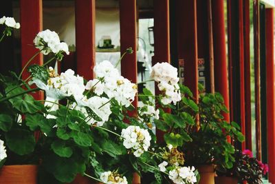 Close-up of white flowers