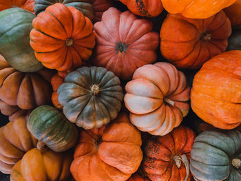 Fall background with variety of orange and green pumpkins. autumn harvest