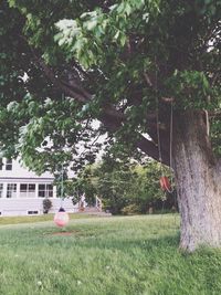 Trees growing in park