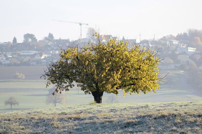 Trees on field against sky