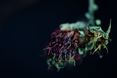 macro photography