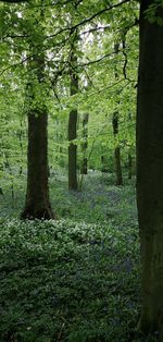 View of trees in forest