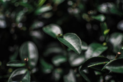 Close-up of fresh green plant