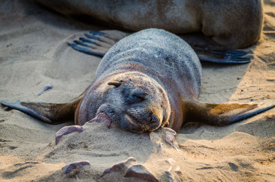Close-up of sea lion sleeping on sand at beach