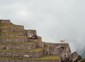 Llama at old ruins of machu picchu during foggy weather