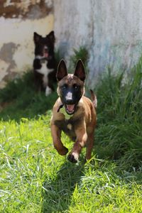 Portrait of dog running on field