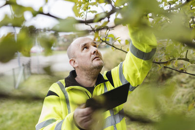 Gardener holding digital tablet and checking leaves on tree
