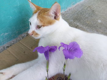 Beautiful cat, beautiful flower......glad  to see it