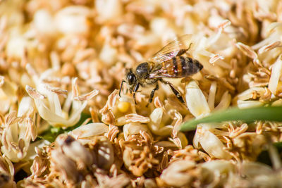 Close-up of bee pollinating on flower