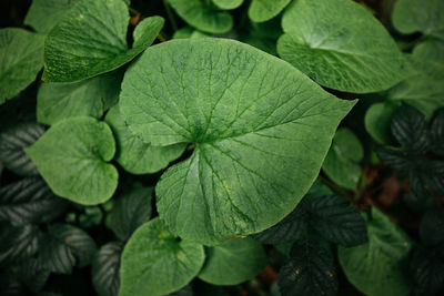 Close-up of green leaves