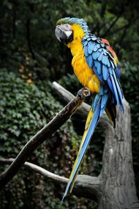 Close-up of parrot perching on tree