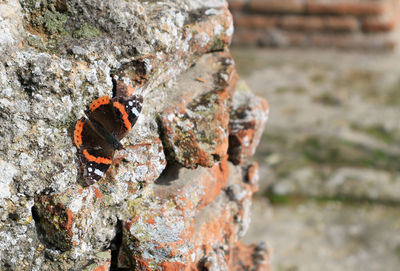 Close-up of insect on rock